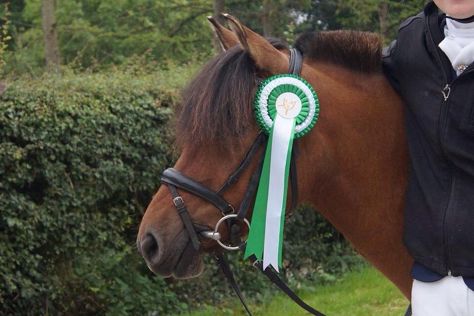 Anden særlig race Multeberg - 3. plads i dressur LC1<3 billede 4