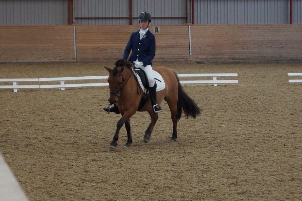 Anden særlig race Multeberg - Dressur stævne<3 billede 5