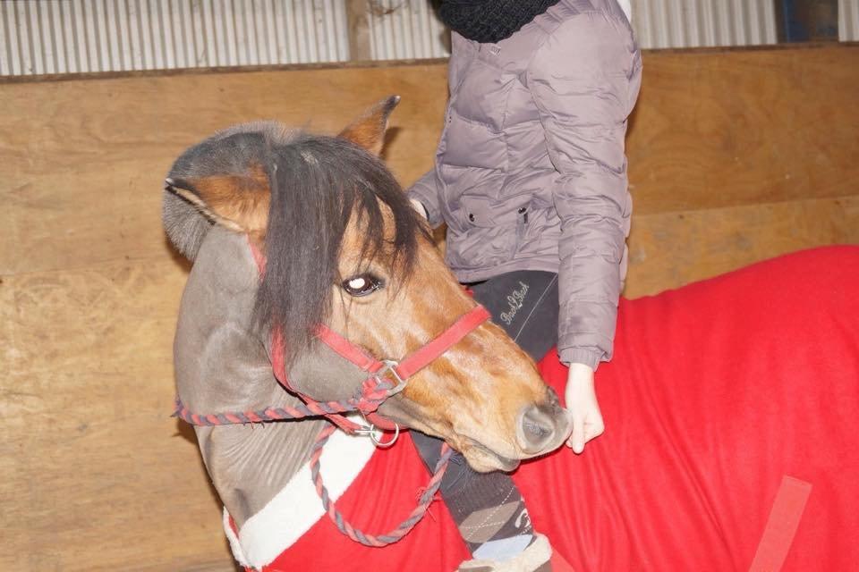 Anden særlig race Multeberg - En ond hestetræner kan få hesten til at gøre som han ønsker, en fremragende hestetræner kan få hesten til selv at ønske at gøre det<3 billede 20
