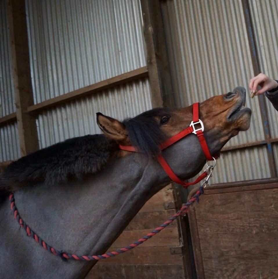 Anden særlig race Multeberg - Hvis gud har skabt noget smukkere end hesten, har han beholdt det for sig selv.. billede 10