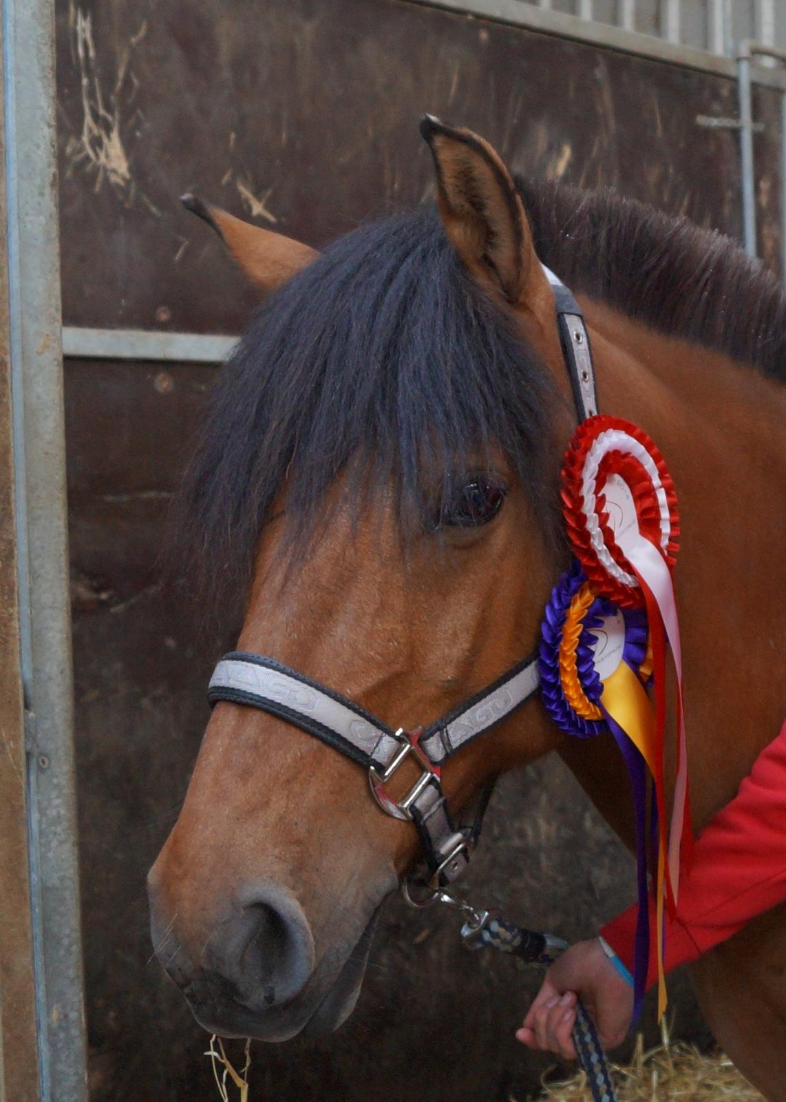 Anden særlig race Multeberg - Landfinalerne 2014.. Vinder af Pony Games Afd. B<3 billede 15