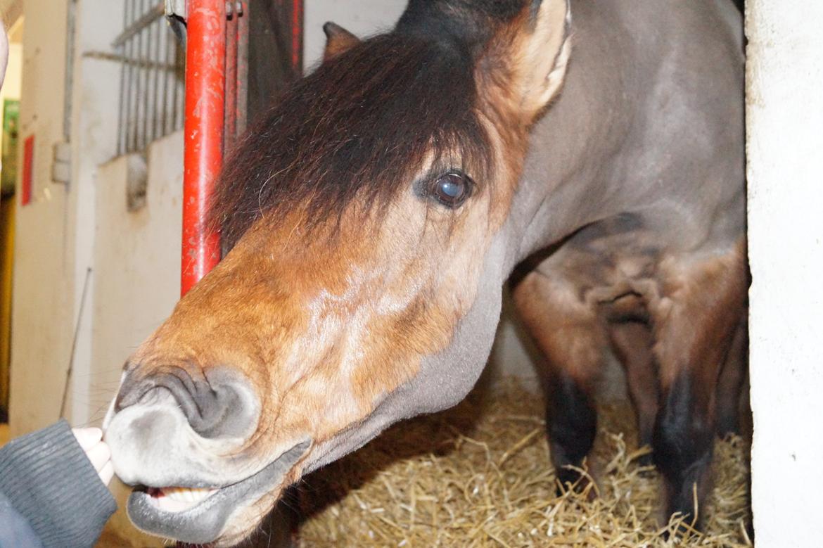 Anden særlig race Multeberg - Du kan ikke tvinge en hest til at elske dig. Kærlighed kommer med tillid og tillid kommer med tålmodighed. Gør dig selv den tjeneste at have denne tålmodighed og du får dig en ven for livet <3 billede 17