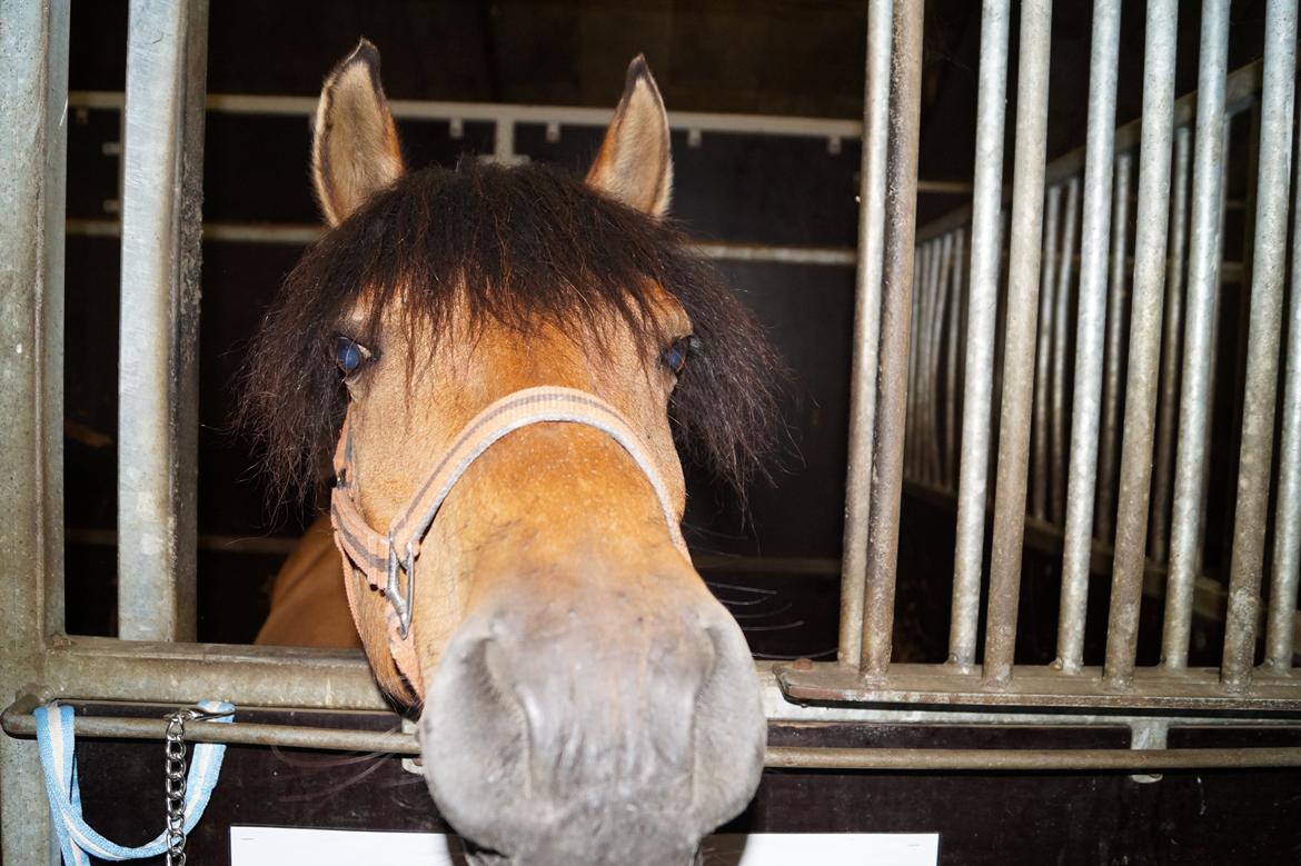 Anden særlig race Multeberg - Ponyuge 2014<3 billede 7