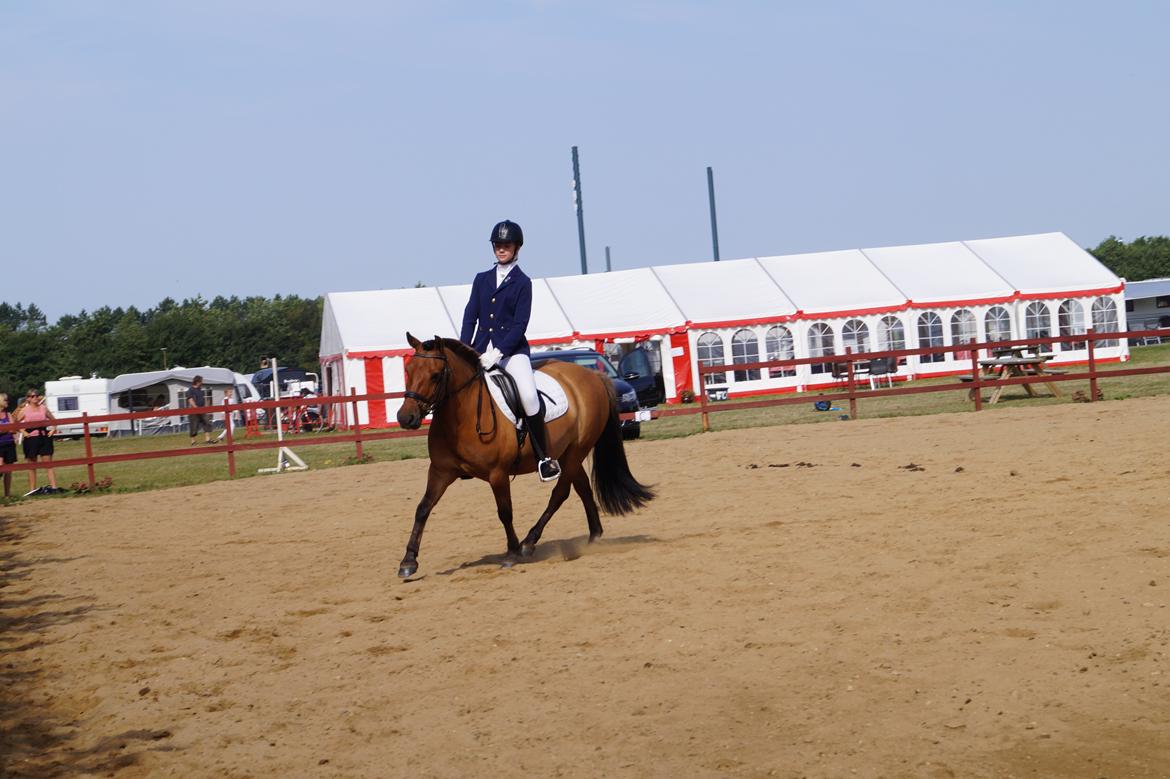 Anden særlig race Multeberg - Pony uge 2014<3 billede 18