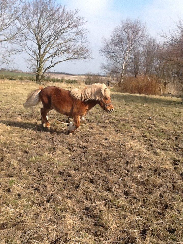 Shetlænder pingo billede 12