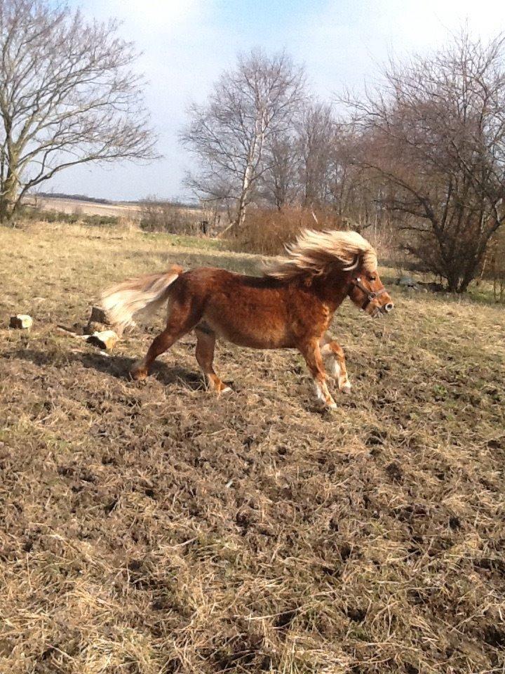 Shetlænder pingo billede 13