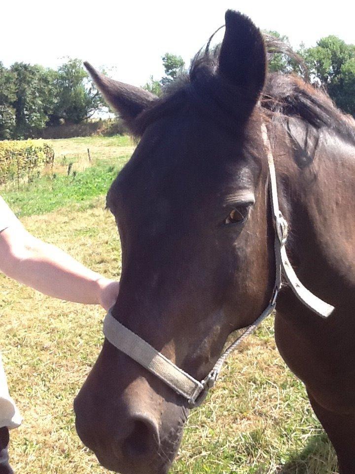 New Forest Miss bella R.I.P billede 8