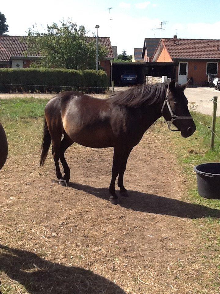 New Forest Miss bella R.I.P billede 9