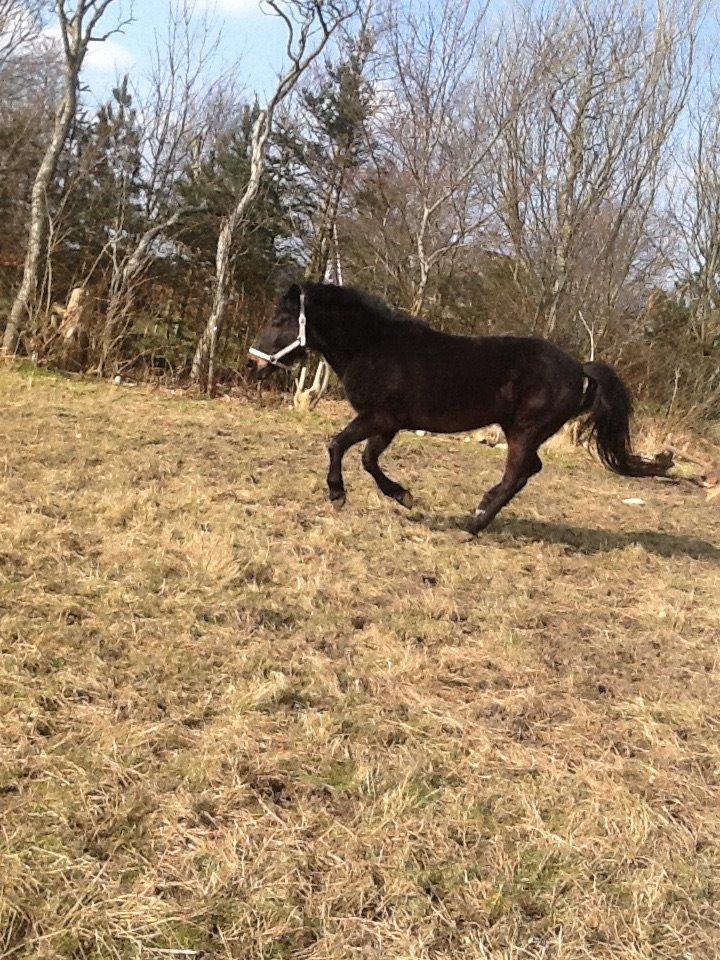 New Forest Miss bella R.I.P billede 13