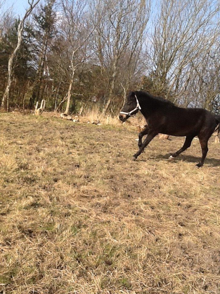 New Forest Miss bella R.I.P billede 10