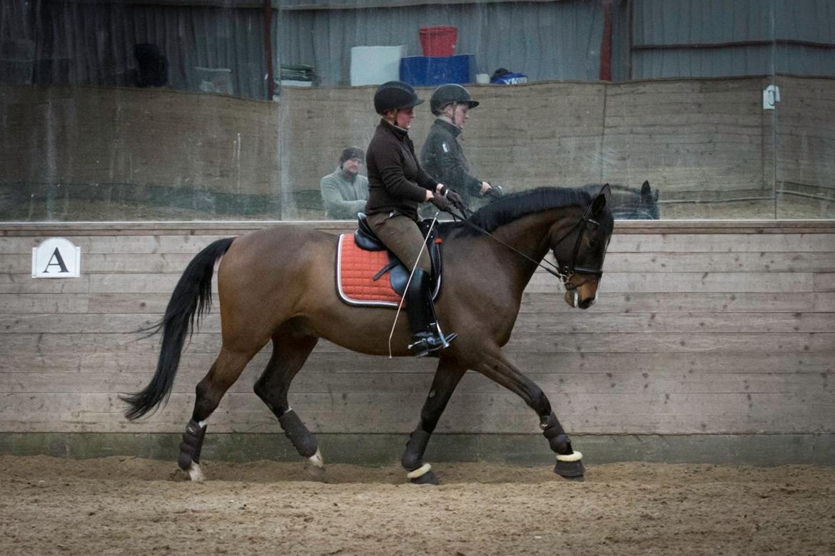 Dansk Varmblod Camarro SR billede 7