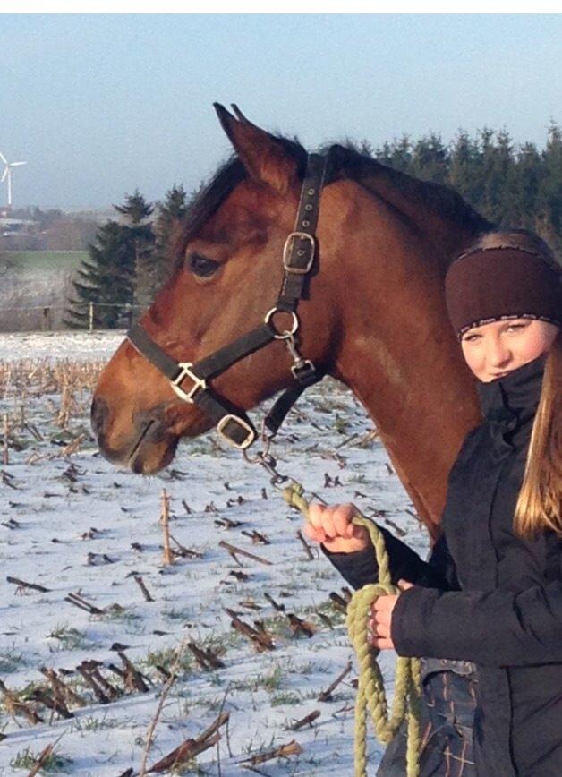 DSP Zatarra SPH197 *B-PONY* billede 15