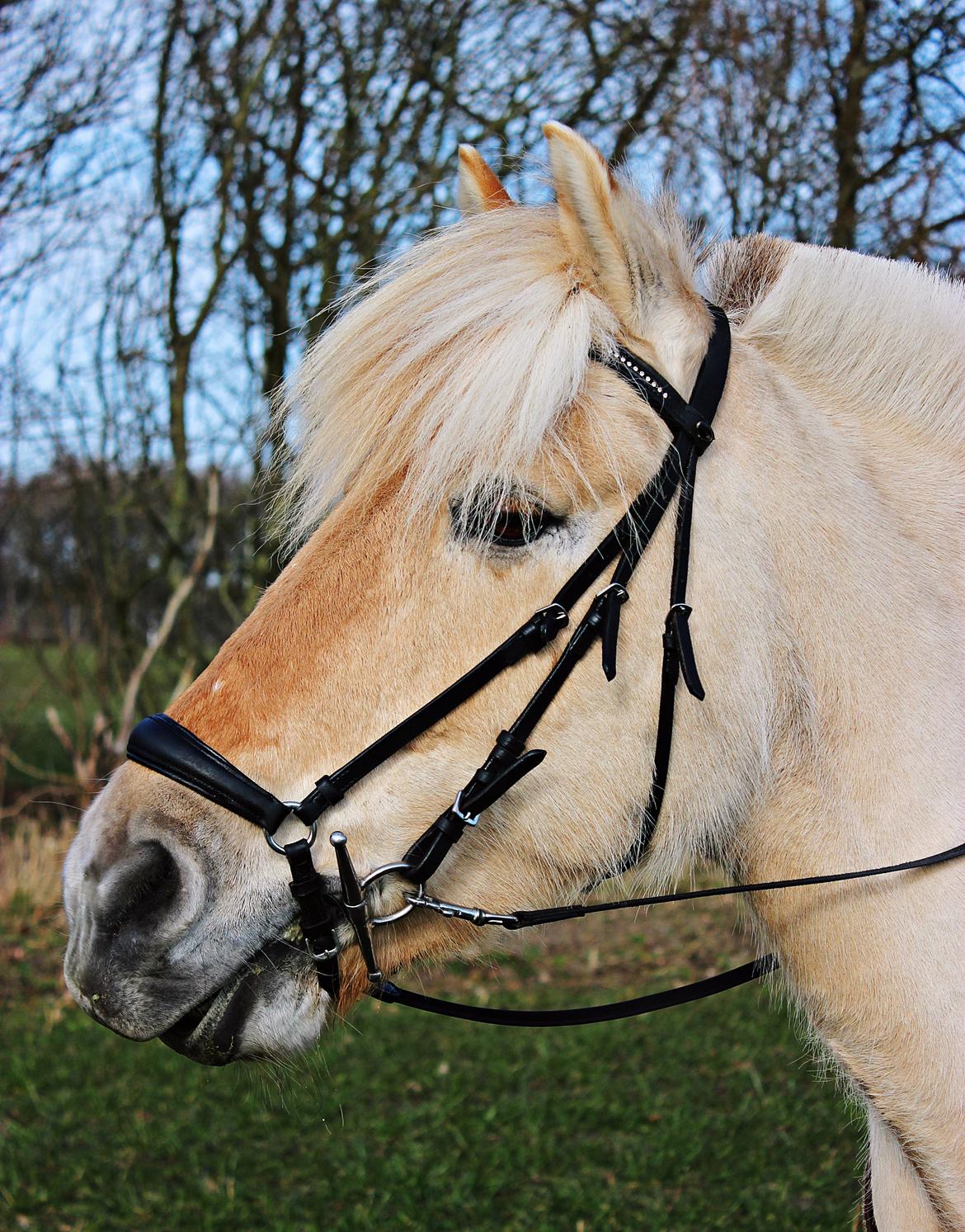 Fjordhest Vængets Mirabel - Marts 2015 | Smukke Belle ♥. billede 1