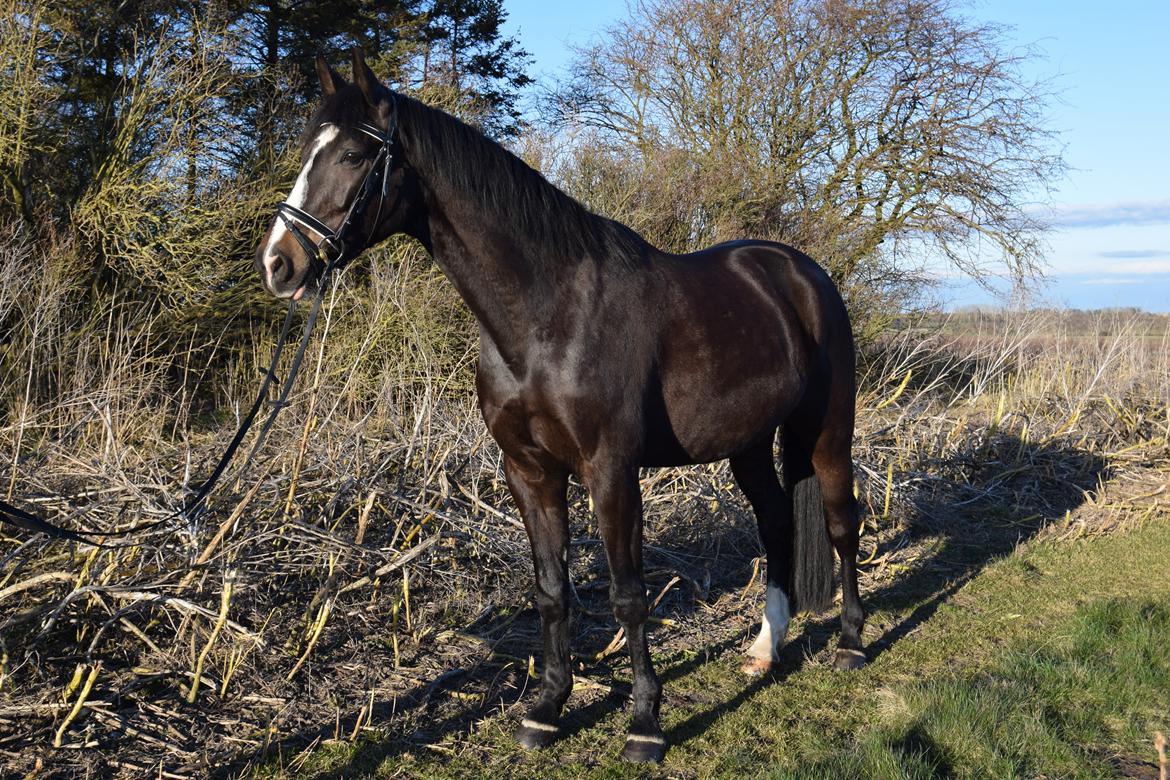 Dansk Varmblod Storåens Chevaldo billede 5