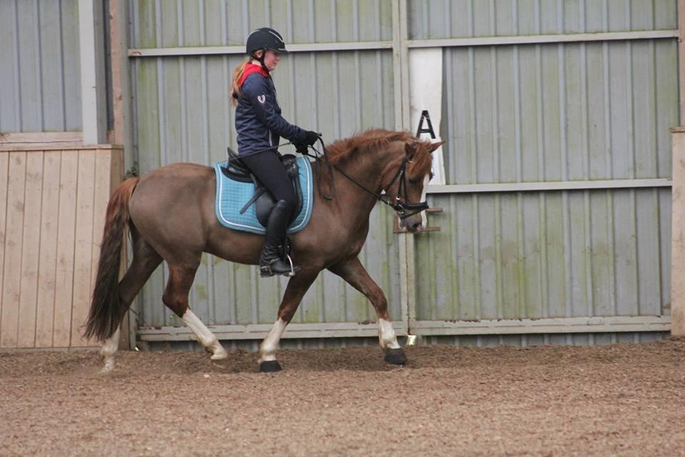 New Forest Stegstedgaards Nobel - Min lille stjerne <3 foto. Lea Hartwigsen  billede 20