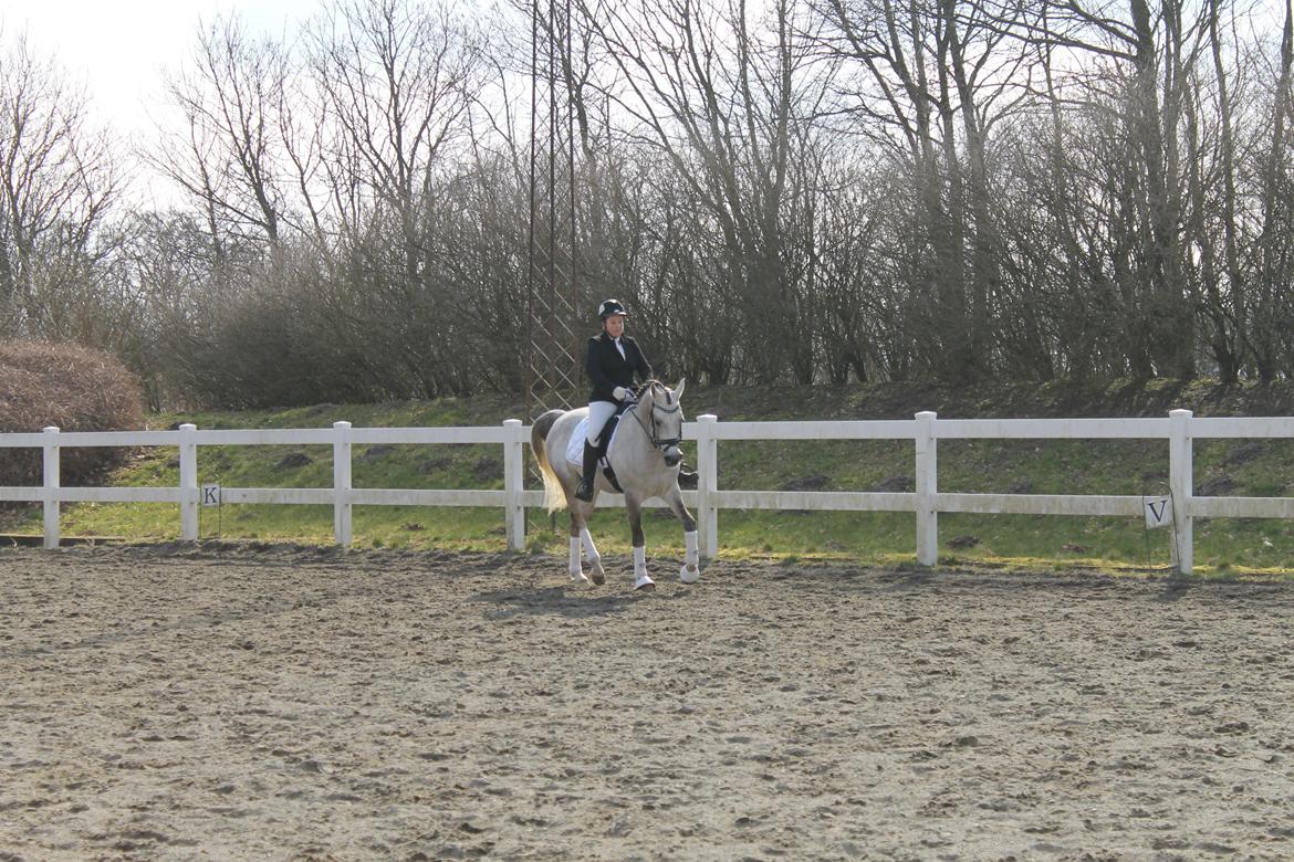 Arabisk fuldblod (OX) Wermont billede 22