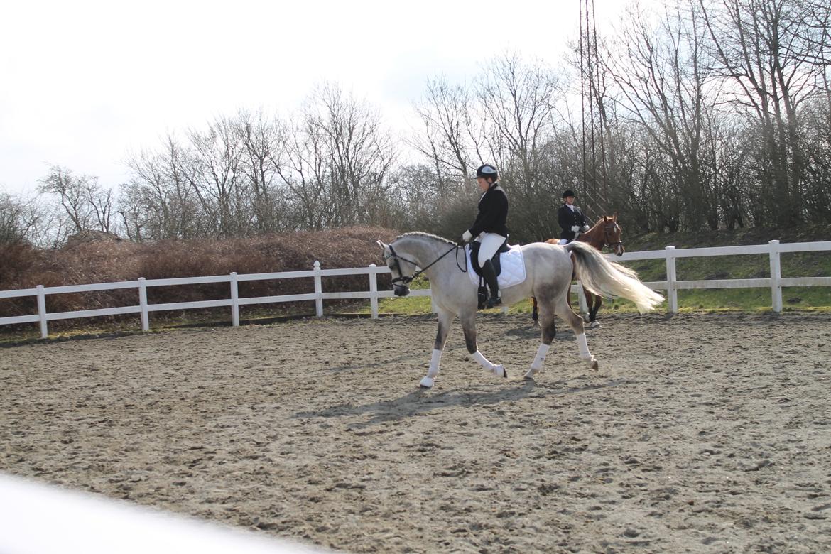 Arabisk fuldblod (OX) Wermont billede 21