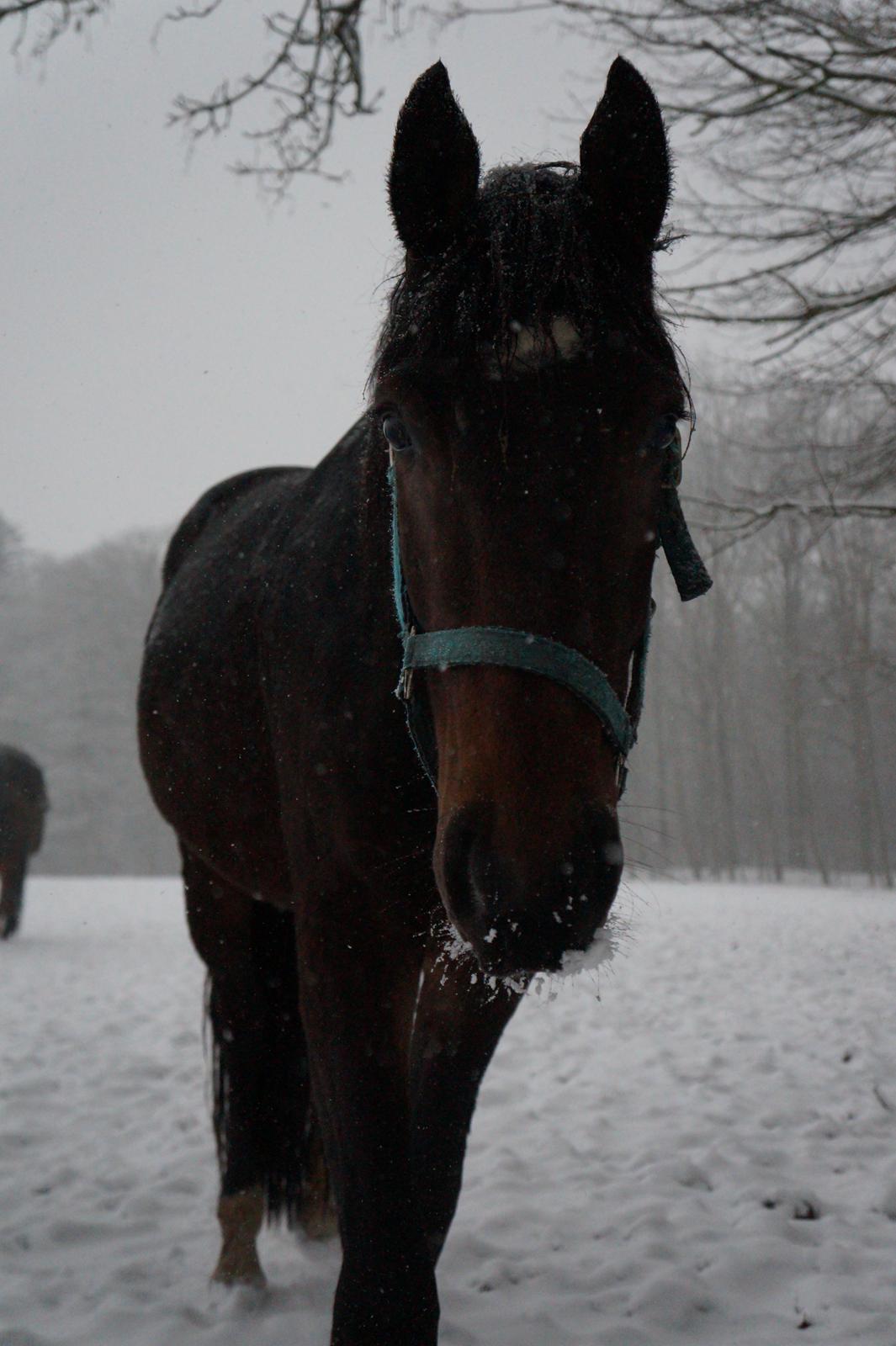 Dansk Varmblod Don Caramo billede 18