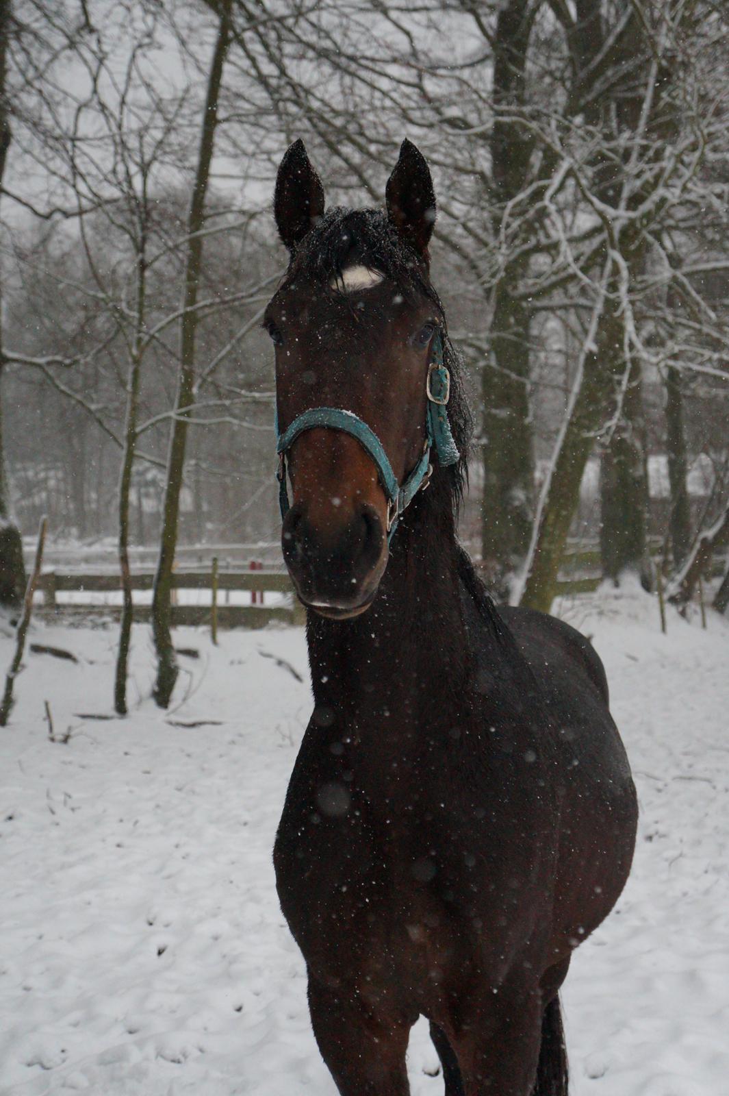 Dansk Varmblod Don Caramo billede 3