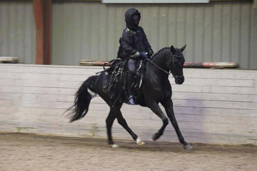 Welsh Partbred (Sec F) Laibek's Fulton - "B" pony !!!! billede 8