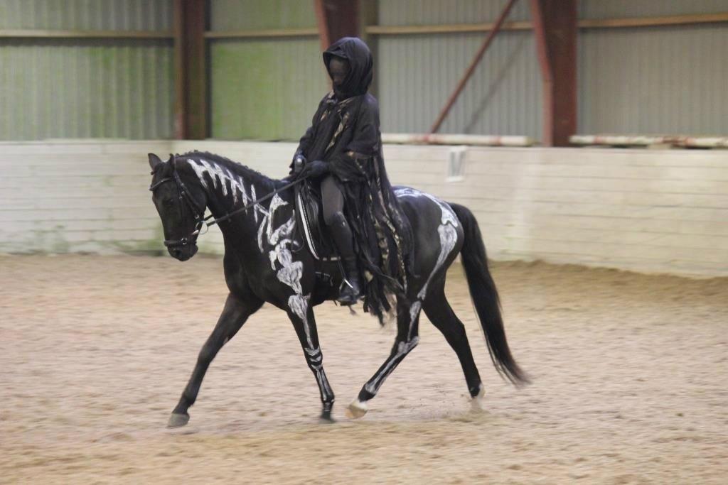 Welsh Partbred (Sec F) Laibek's Fulton - "B" pony !!!! - fastelavnsstævne billede 16