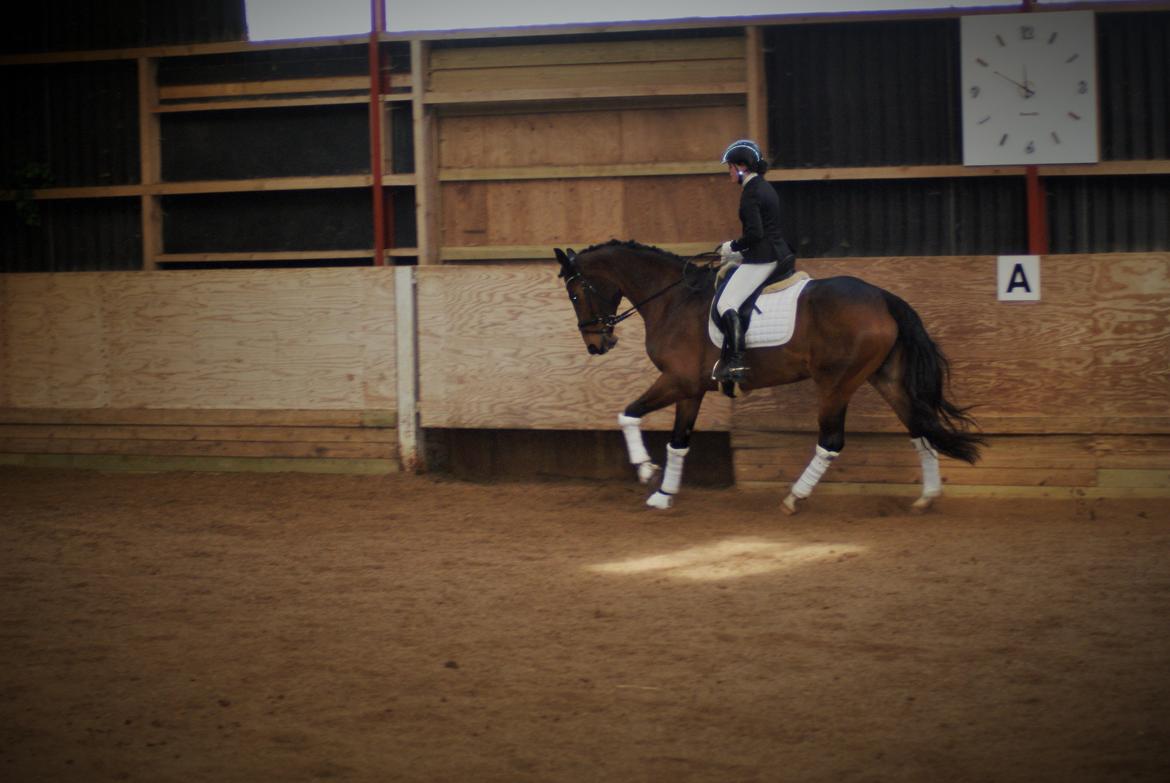 Dansk Varmblod STENKISTEKÆRS KITTE KRY *Kitte* billede 18