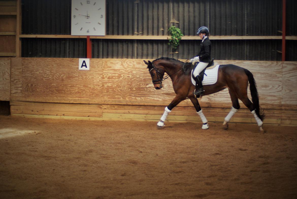 Dansk Varmblod STENKISTEKÆRS KITTE KRY *Kitte* billede 19