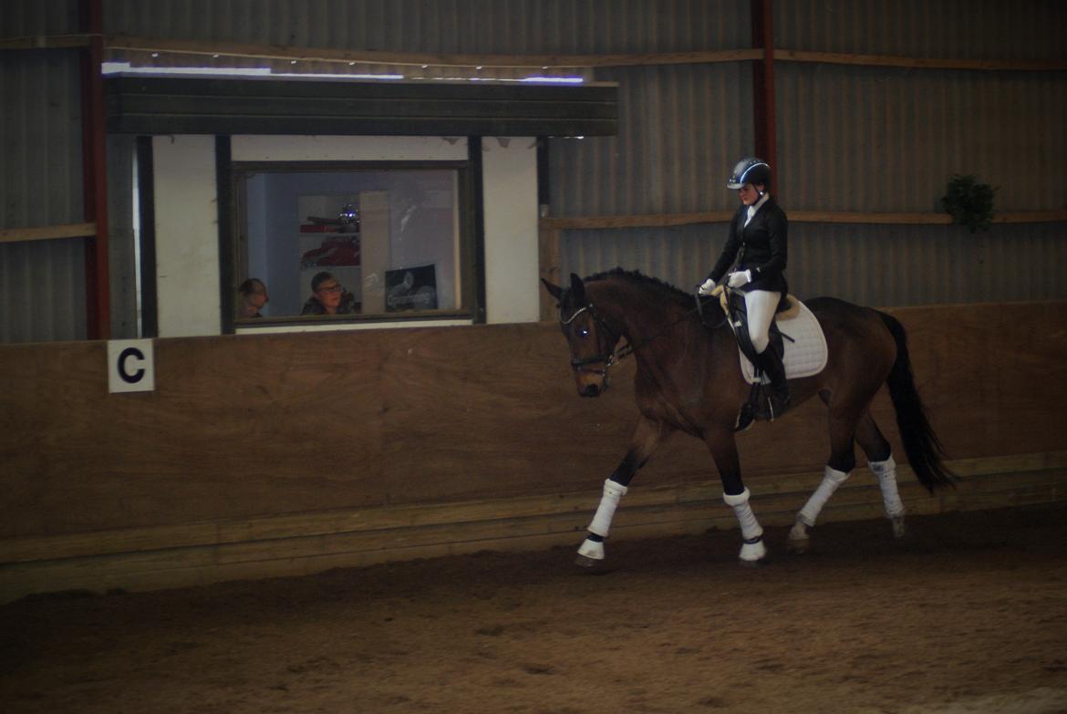 Dansk Varmblod STENKISTEKÆRS KITTE KRY *Kitte* billede 20