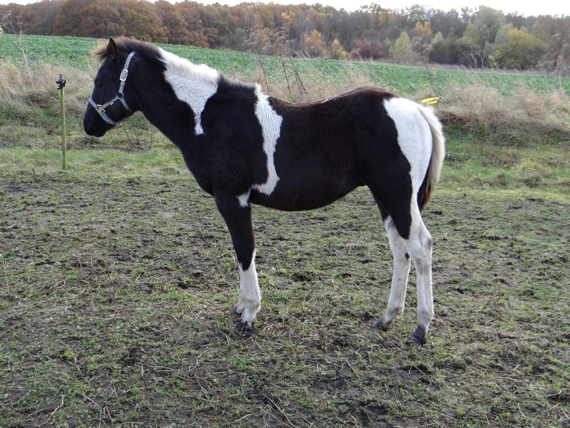 Paint ROCKYS FLYING COMET billede 9