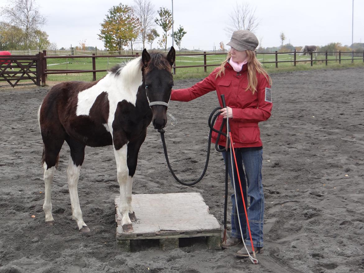 Paint ROCKYS FLYING COMET billede 10