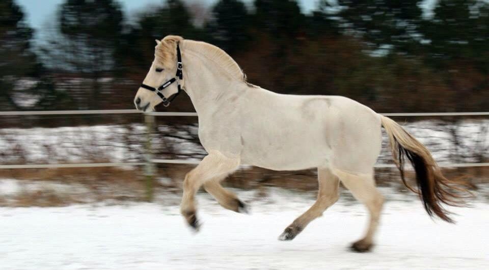 Fjordhest Tidl.hest Jeppe tidselbjerg billede 1