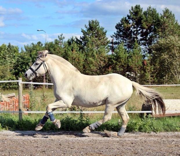Fjordhest Tidl.hest Jeppe tidselbjerg billede 3