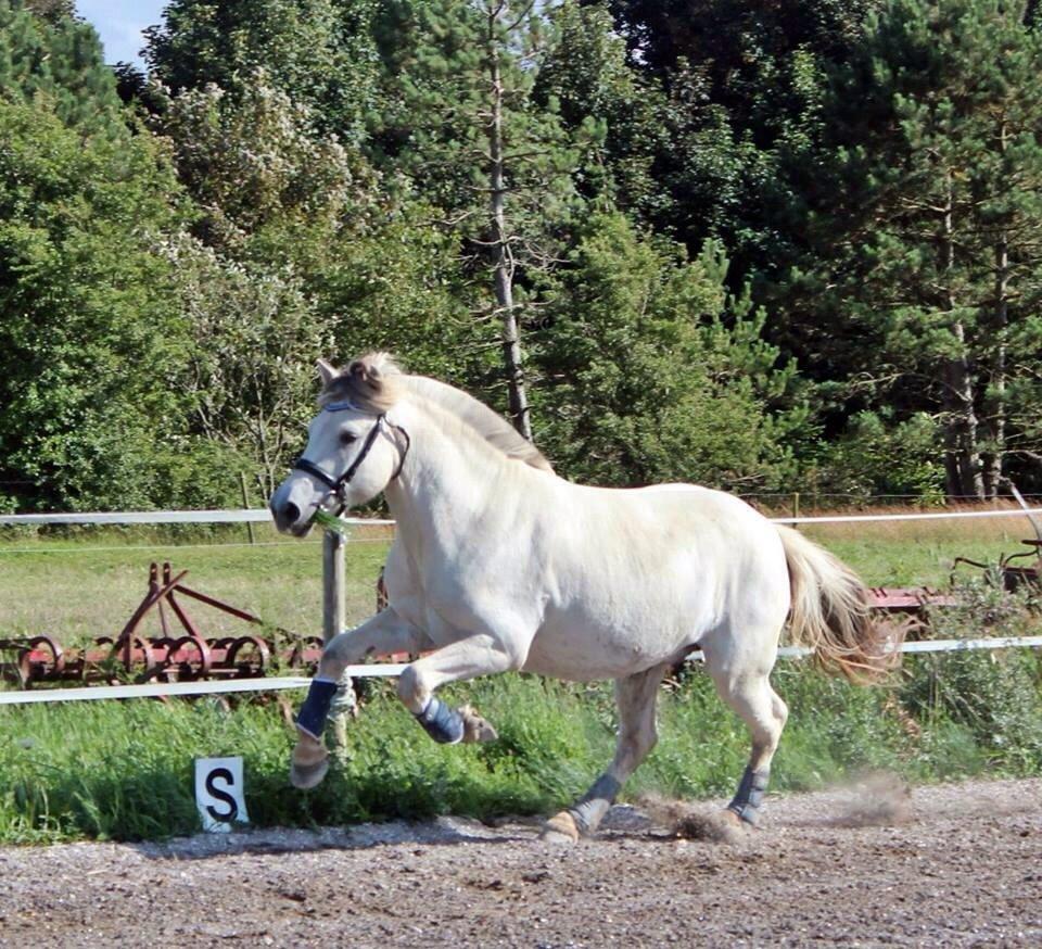 Fjordhest Tidl.hest Jeppe tidselbjerg billede 2