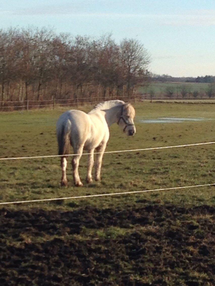 Fjordhest Tidl.hest Jeppe tidselbjerg billede 4