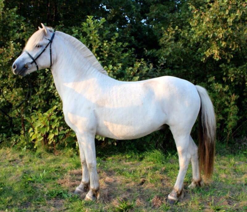 Fjordhest Tidl.hest Jeppe tidselbjerg billede 5