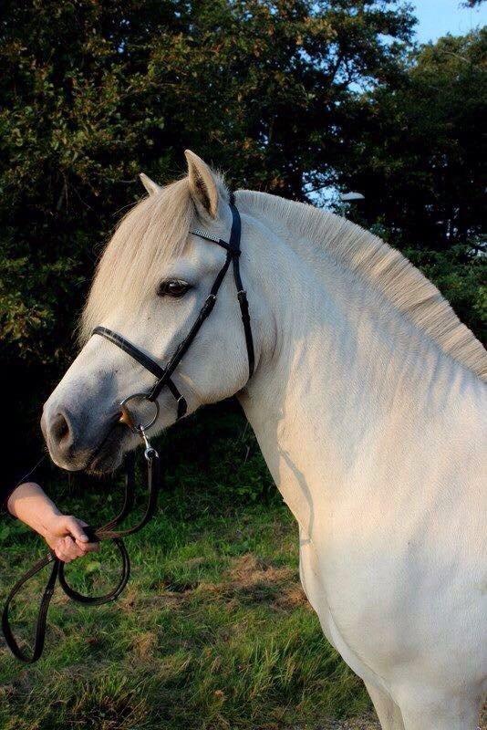 Fjordhest Tidl.hest Jeppe tidselbjerg billede 6