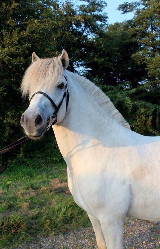 Fjordhest Tidl.hest Jeppe tidselbjerg billede 7