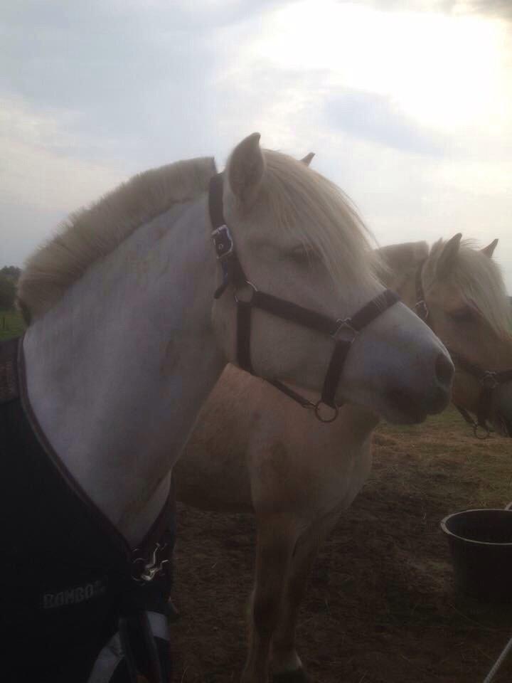 Fjordhest Tidl.hest Jeppe tidselbjerg billede 9