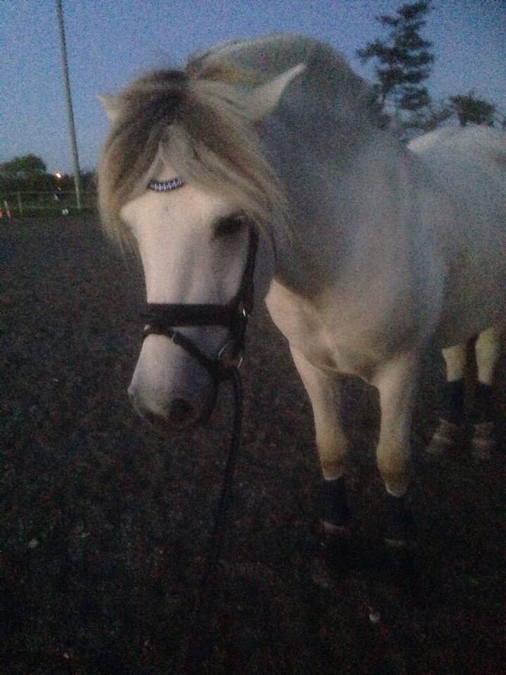 Fjordhest Tidl.hest Jeppe tidselbjerg billede 8