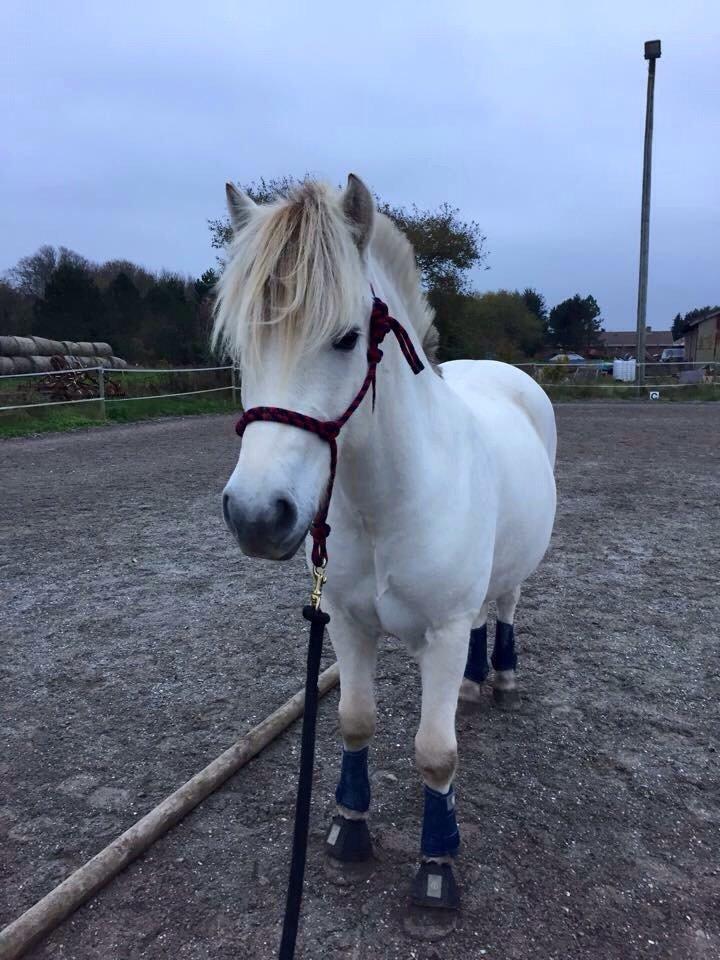 Fjordhest Tidl.hest Jeppe tidselbjerg billede 10