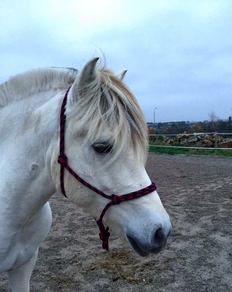 Fjordhest Tidl.hest Jeppe tidselbjerg billede 11