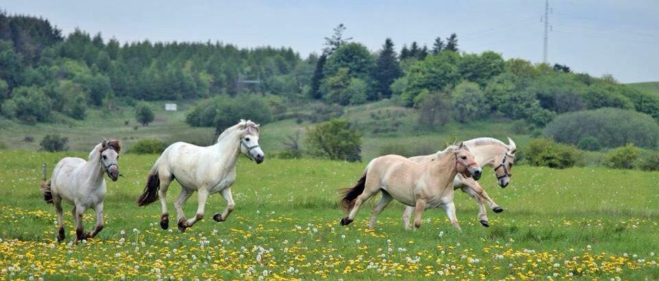 Fjordhest Tidl.hest Jeppe tidselbjerg billede 12
