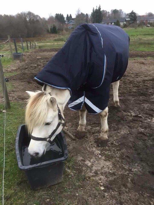 Fjordhest Tidl.hest Jeppe tidselbjerg billede 13