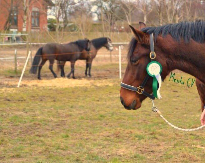 Pura Raza Española •*Menta CV*• - 3. plads - AGILITY på Korsmosegaard <3 billede 12