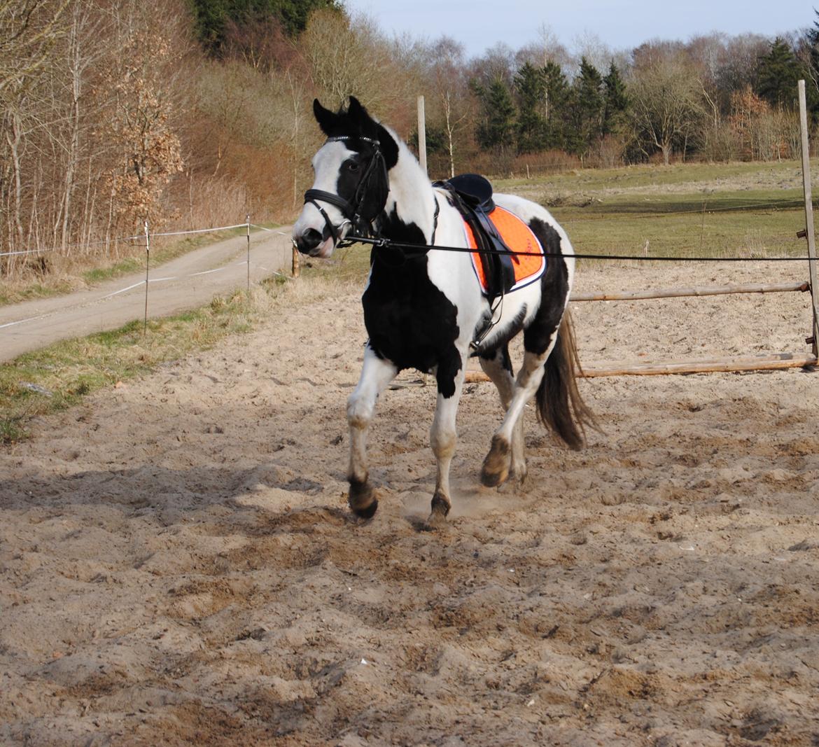 Anden særlig race Diego (Dalle) *Solgt* - D. 14/3-15 Så er longe-træning og udstyrs tilvænning begyndt og han klare det bare så flot. billede 2