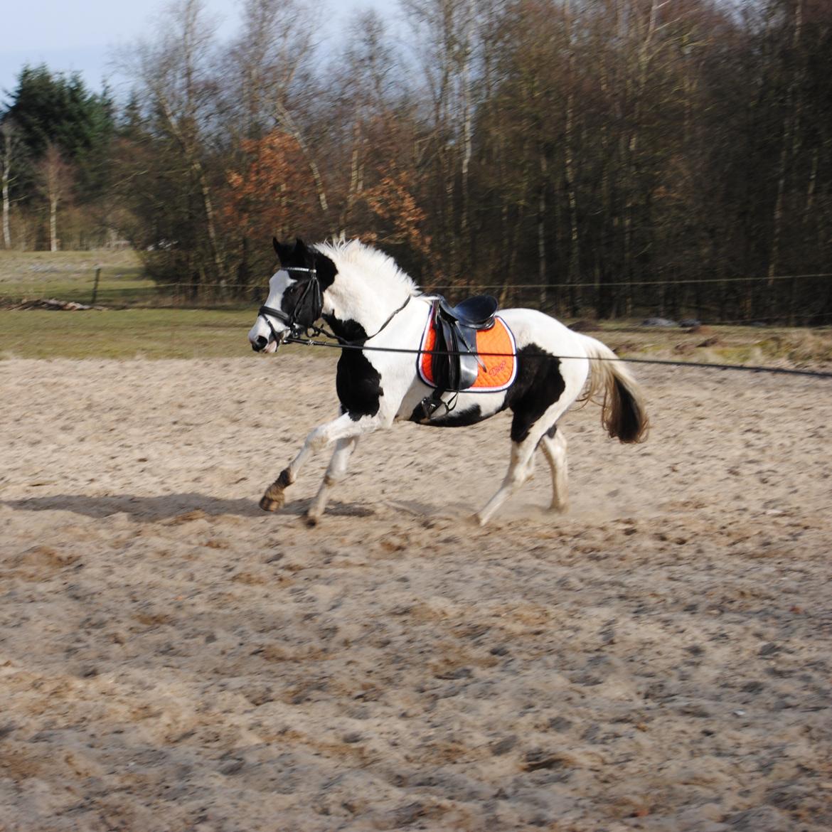 Anden særlig race Diego (Dalle) *Solgt* - D. 14/3-15 Så er longe-træning og udstyrs tilvænning begyndt og han klare det bare så flot. billede 4