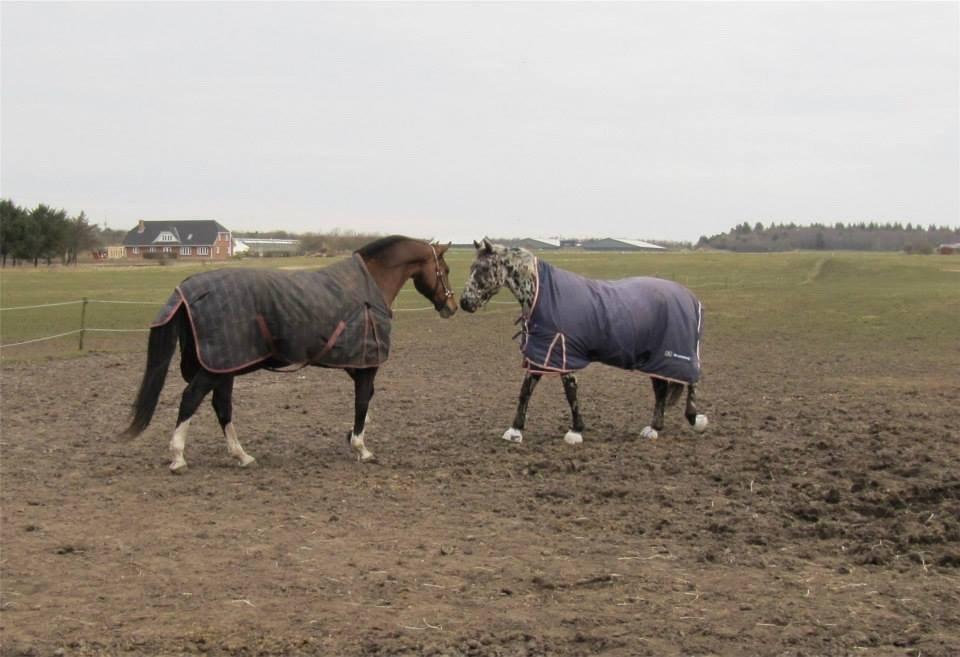 Knabstrupper P.T. Maximus - Plet hilser på hans ven han også havde da han stadig var på Hegnsholt og var min part.. billede 4