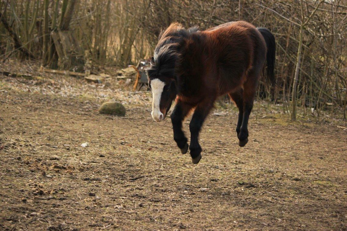 Welsh Mountain (sec A) Branka billede 8