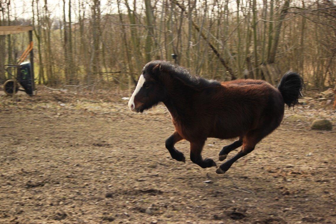 Welsh Mountain (sec A) Branka billede 11