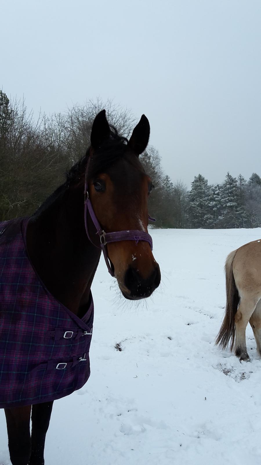 Holstener Coco Chanel Mak billede 12